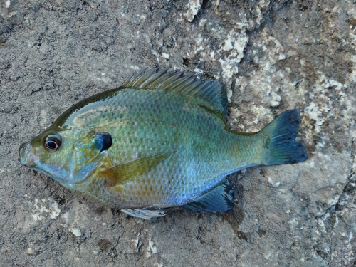 ブルーギルの釣果