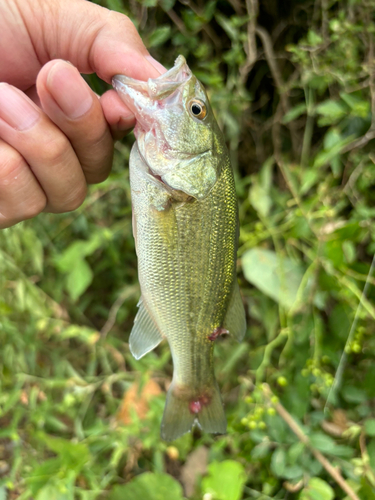 ラージマウスバスの釣果