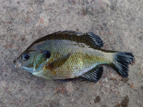 ブルーギルの釣果