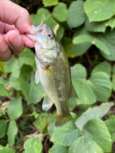 ラージマウスバスの釣果