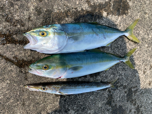 ツバスの釣果