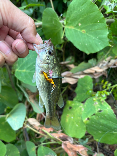 ラージマウスバスの釣果