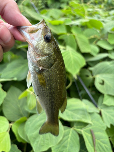 ラージマウスバスの釣果