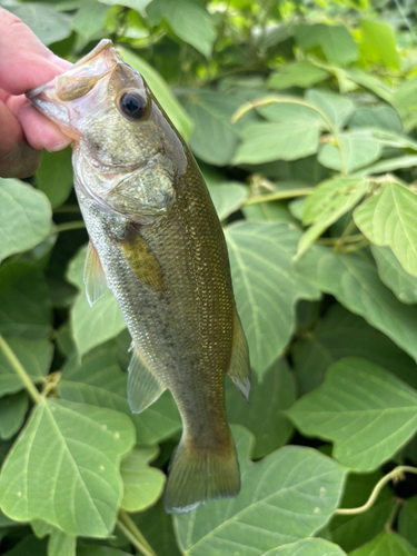 ラージマウスバスの釣果