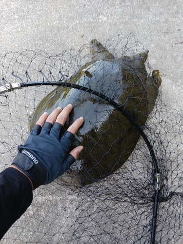 コイの釣果