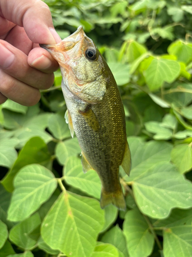 ラージマウスバスの釣果