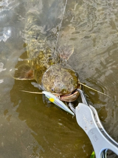 ナマズの釣果