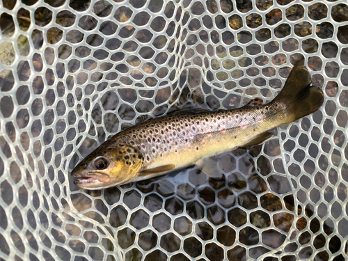 ブラウントラウトの釣果