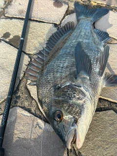 チヌの釣果