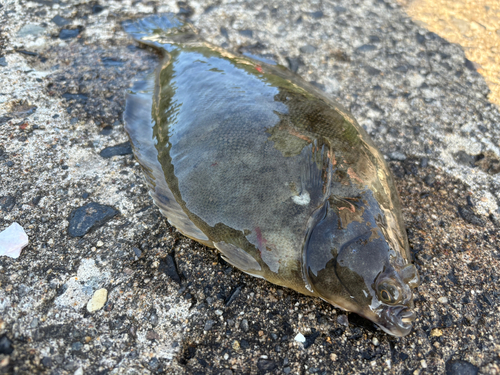 カレイの釣果