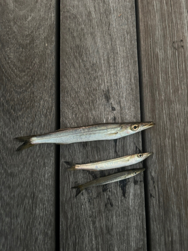 カマスの釣果