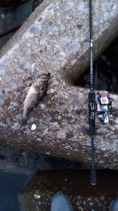 タケノコメバルの釣果