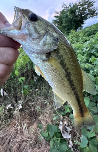 ブラックバスの釣果