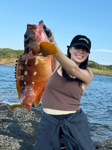 アカハタの釣果