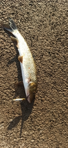 ニゴイの釣果