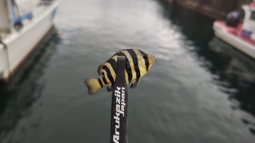 イシダイの釣果