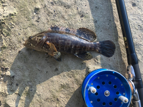 チャイロマルハタの釣果