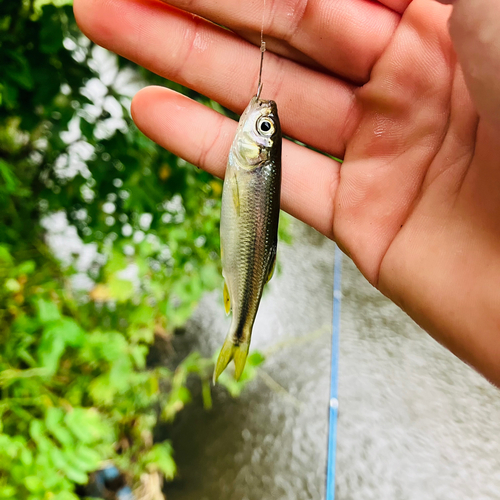 オイカワの釣果