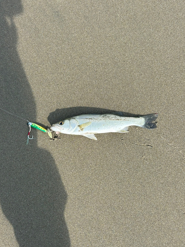 セイゴ（マルスズキ）の釣果