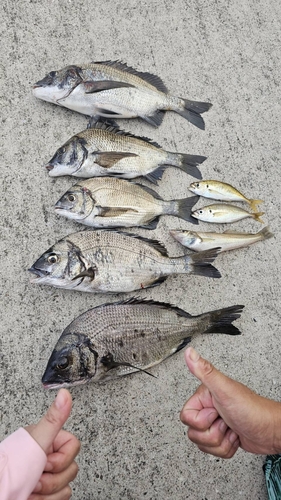 クロダイの釣果