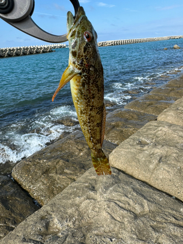 アナハゼの釣果