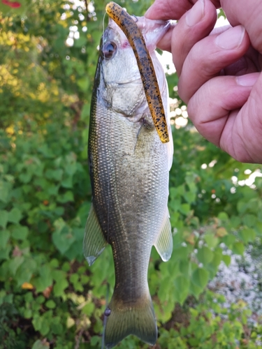 ラージマウスバスの釣果