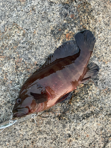 ヤミハタの釣果