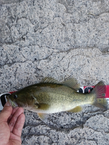 ラージマウスバスの釣果