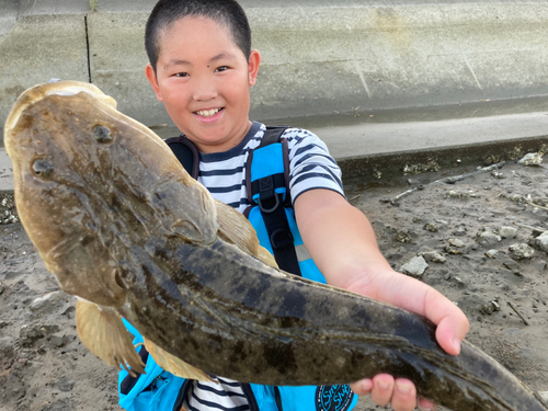 マゴチの釣果