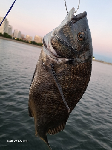 チヌの釣果