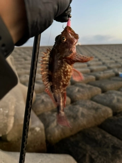 ソイの釣果