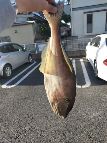 ウスバハギの釣果