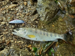 アマゴの釣果