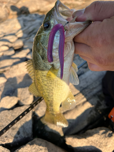 ブラックバスの釣果