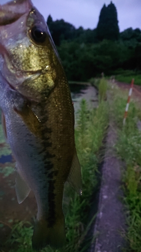 ラージマウスバスの釣果