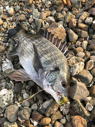 チヌの釣果