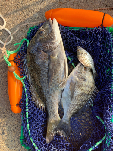 クロダイの釣果