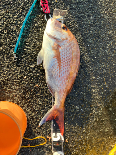 マダイの釣果