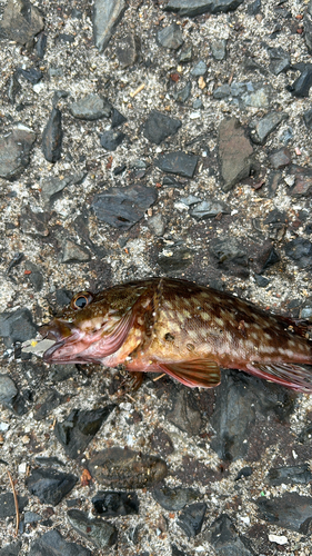 カサゴの釣果