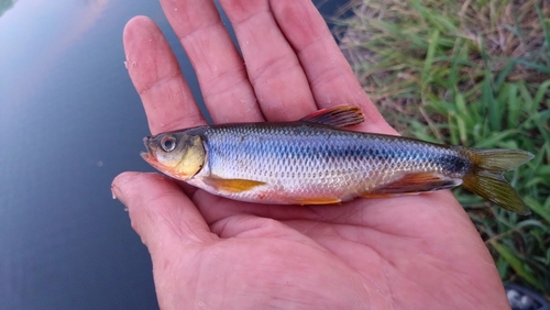 カワムツの釣果