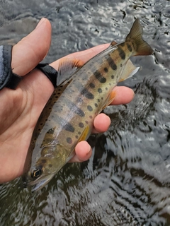 ヤマメの釣果