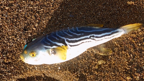 シマフグの釣果