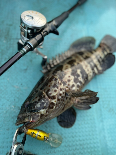 ハタの釣果