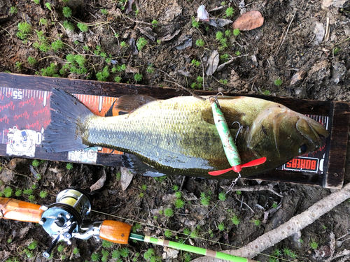 ブラックバスの釣果