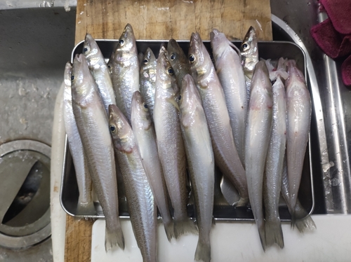 シロギスの釣果