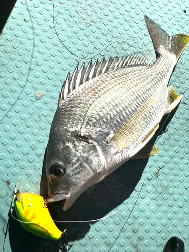 チヌの釣果