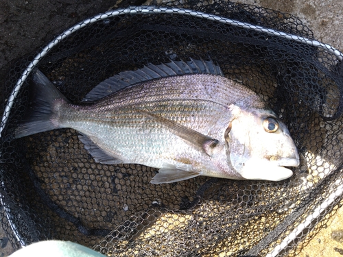 ヘダイの釣果