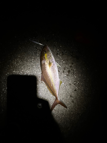 カンパチの釣果