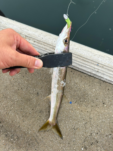 カマスの釣果