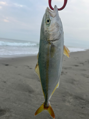 ワカシの釣果